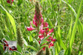 a-Fruehling (2)